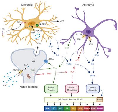 P2X7 Receptors in Neurodegeneration: Potential Therapeutic Applications From Basic to Clinical Approaches